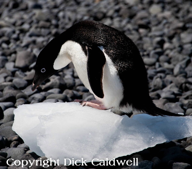 Adelie penguin on a piece of ice, Antarctica