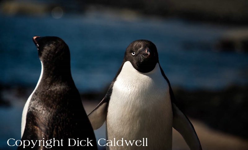 Black and white Adelie penguins, Antarctica