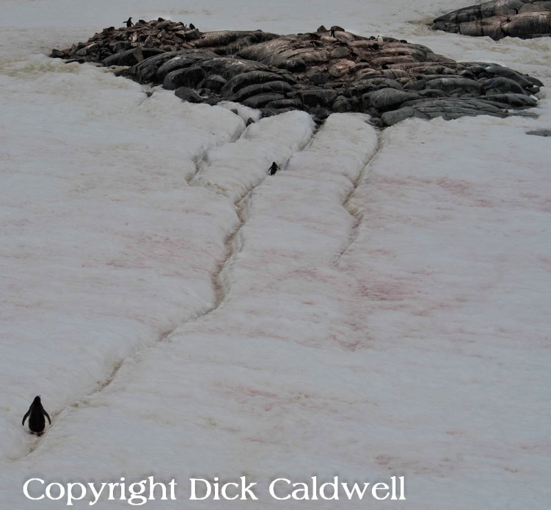 Long path to the nest, Antarctica
