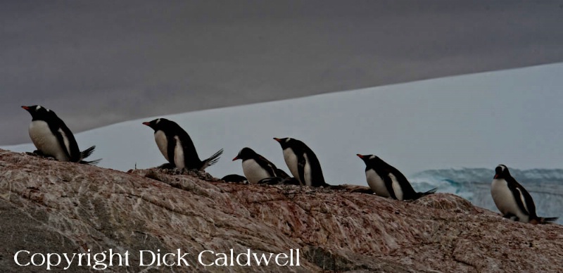 Gentoo penguins, Antarctica
