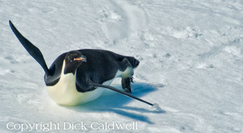 Emperor penguin toboggoning, Antarctica
