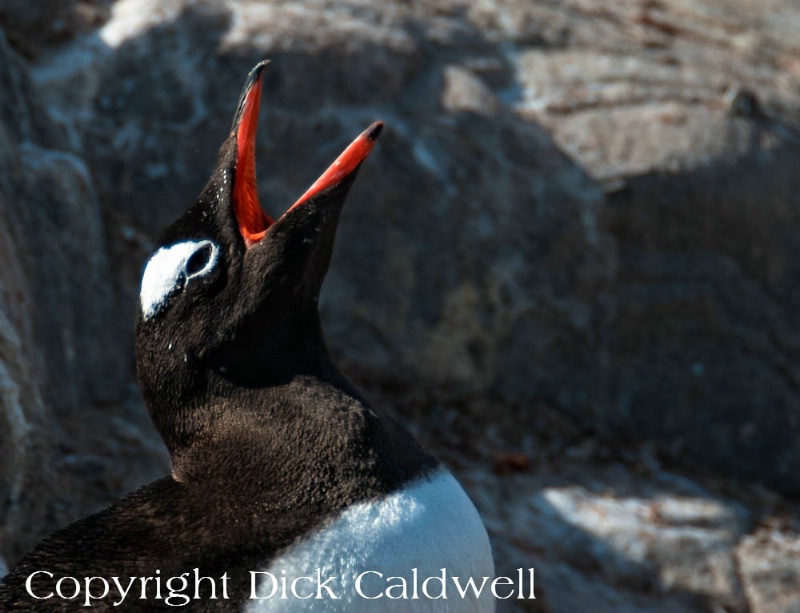 Gentoo penguin, Antarctica