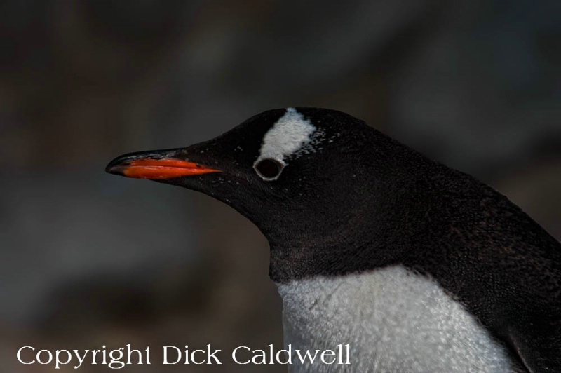 Gentoo penguin, Antarctica