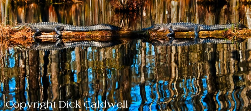 Alligator reflections, Tampa, Florida