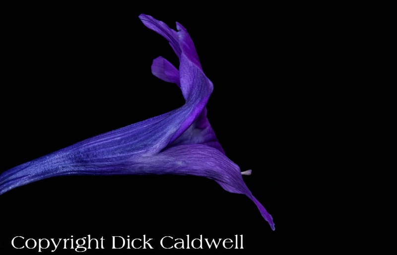 Purple trumpet flower, Florida