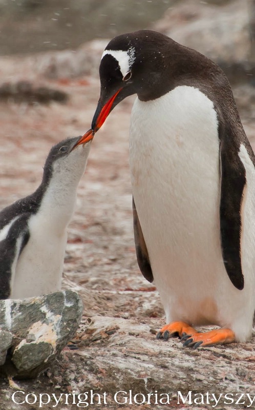Gentoo penguin and chick, Antarctica