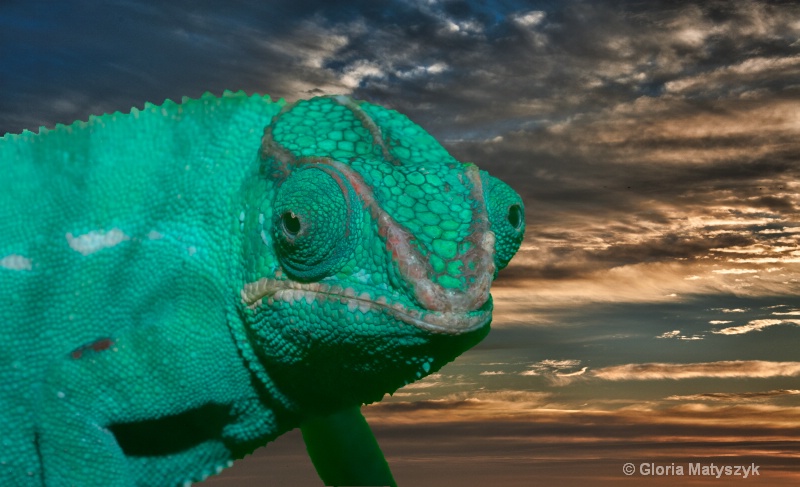 Chameleon on a sunrise photo