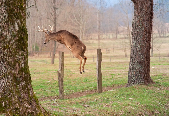 Buck Jump 1, Cades Cove