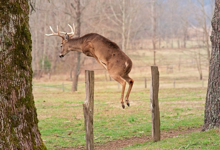 Buck Jump 1b, Cades Cove