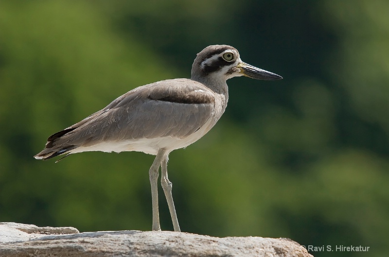 Stone Plover