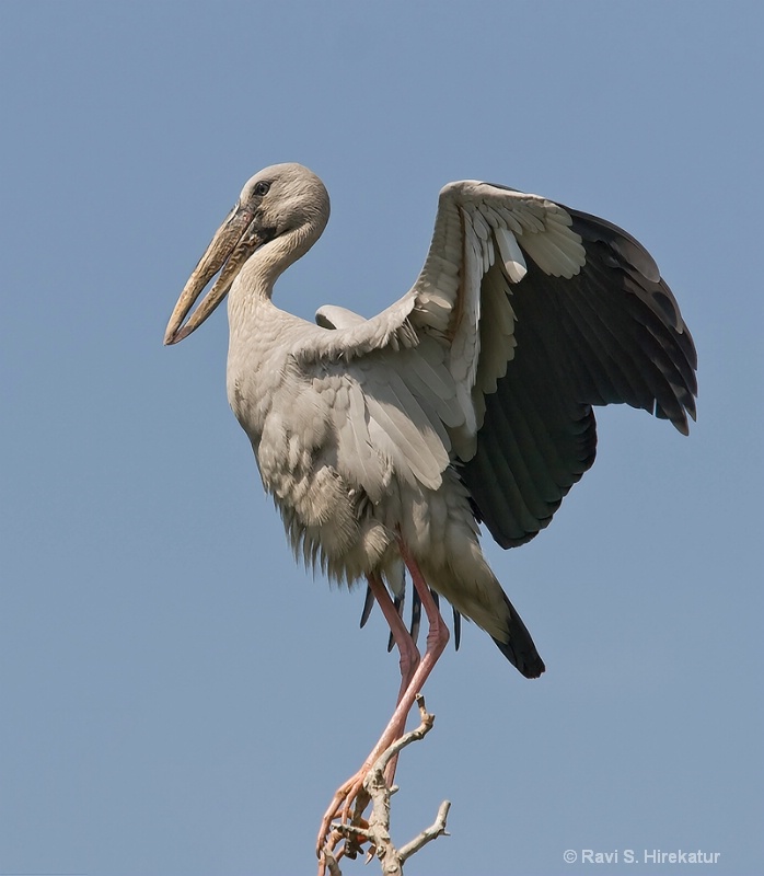 Open Billed Stork