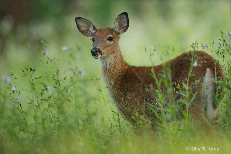 Little Fawn in the Wildflowers