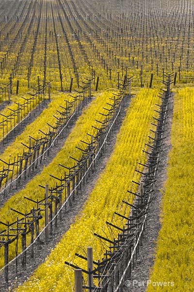 Napa in Spring, All About the Wild Mustard