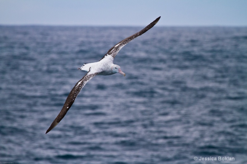 Wandering Albatross