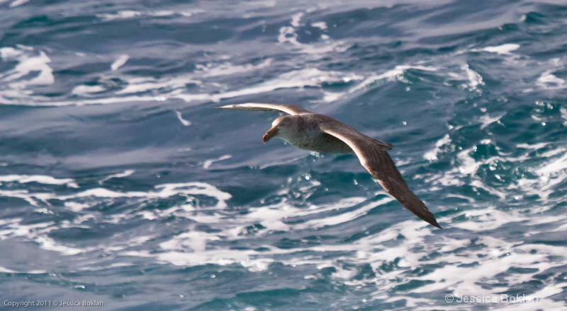 Southern Giant Petrel