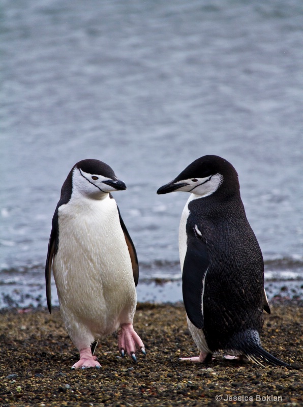 Chinstrap Penguins