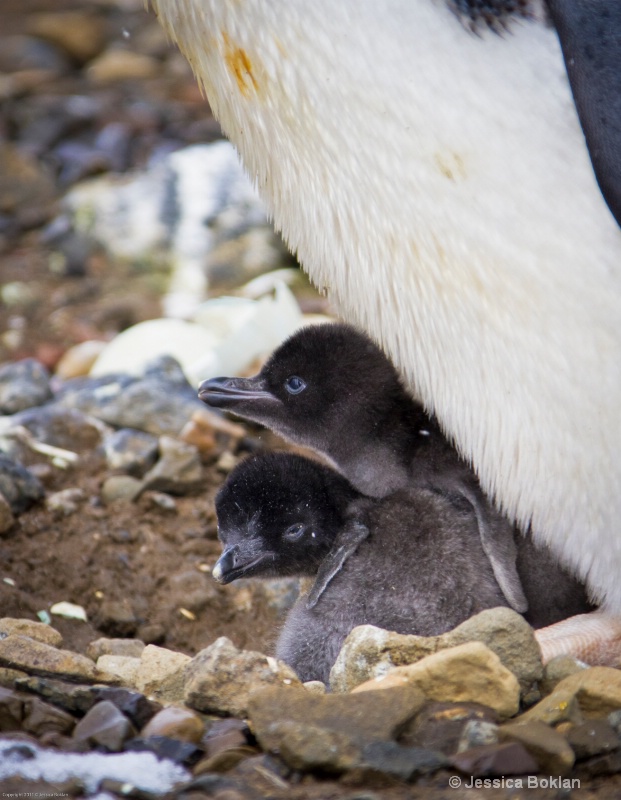 Adélie Penguin Chicks