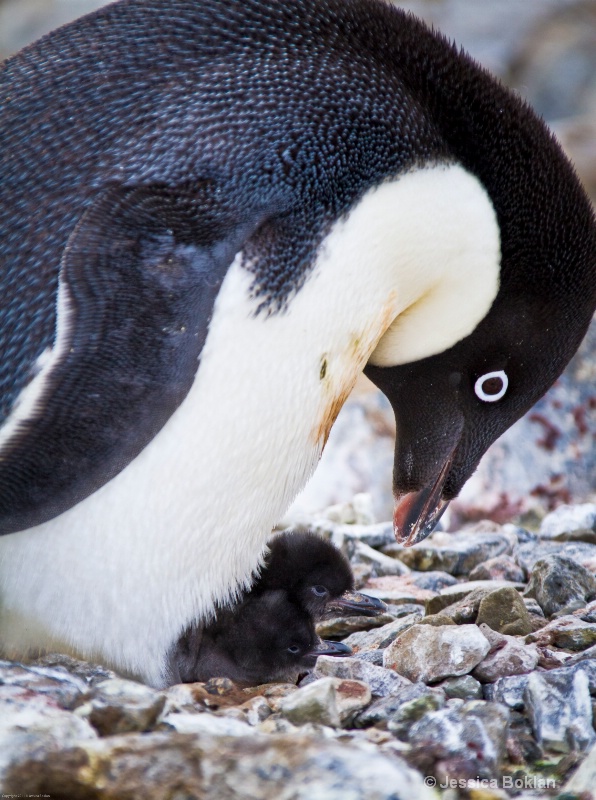 Adélie Penguin with Chicks