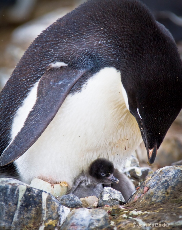 Adélie Penguin with Newly Hatched Chick