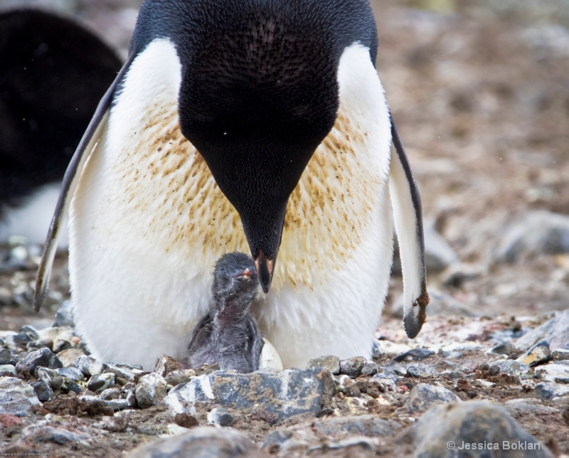 Adélie Penguin with Hatching Chick