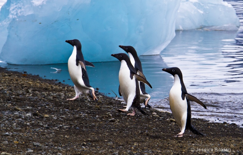Adélie Penguins Emerge from Swim