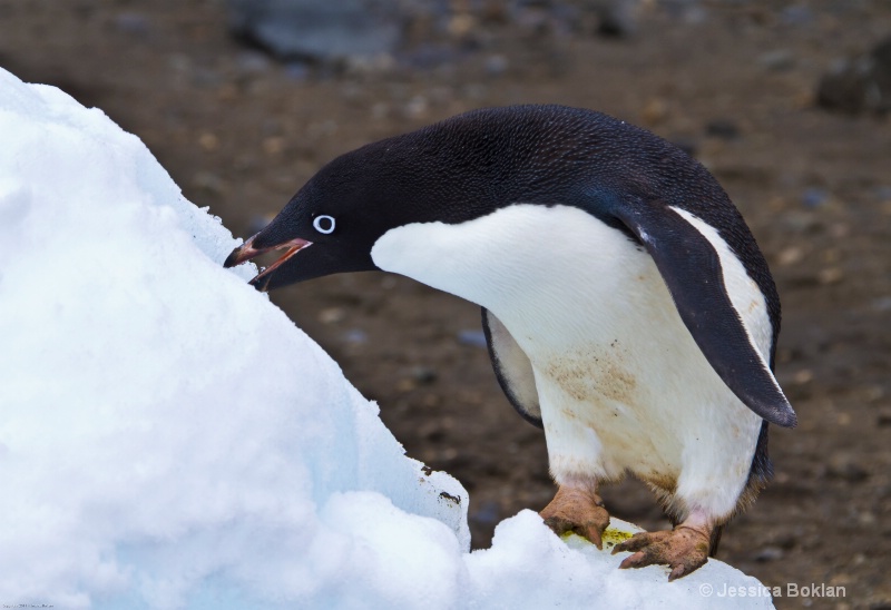 Adélie Penguin with Ice Cone