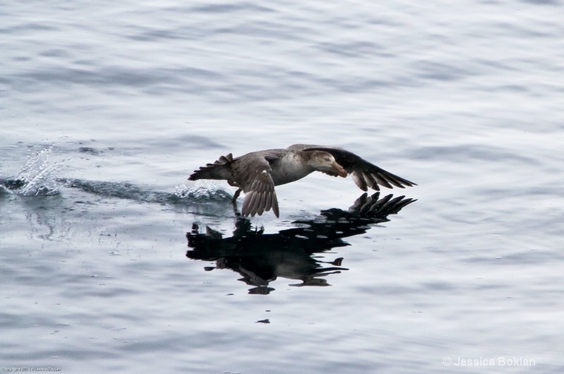 Southern Giant Petrel Taking Flight