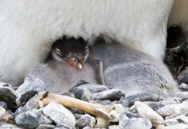 Gentoo Penguin Chick