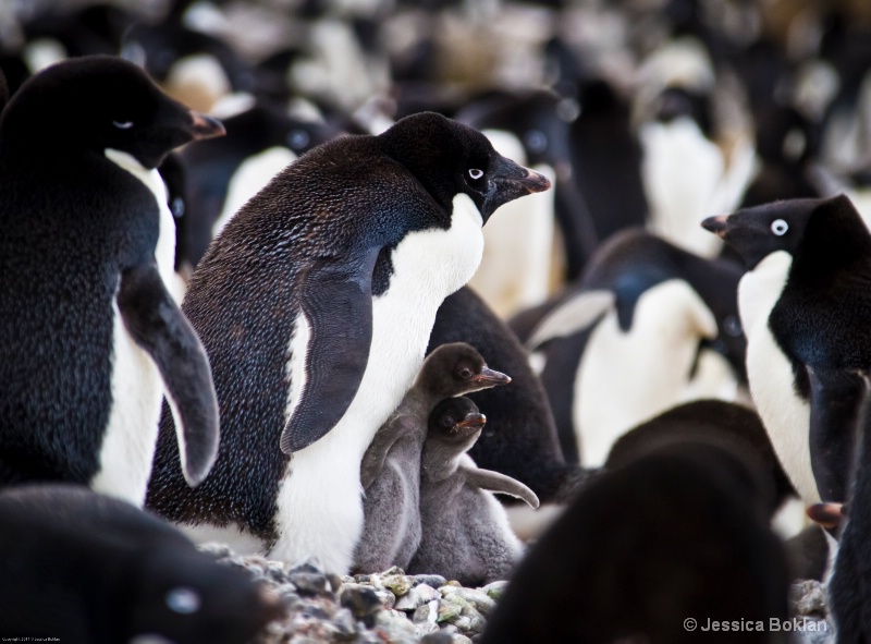 Adélie Penguin with Chicks