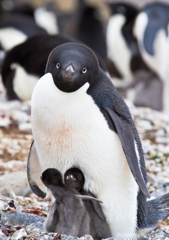 Adélie Penguin with Chicks