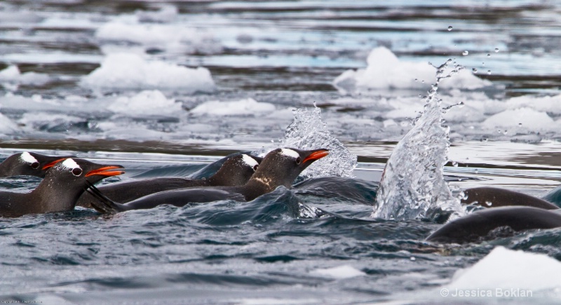 Gentoo Penguins Swimming