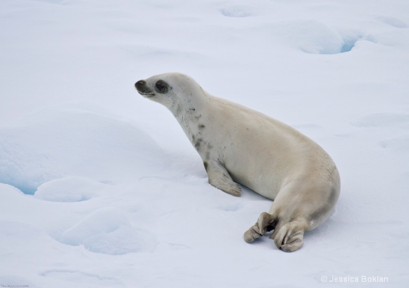 Crabeater Seal