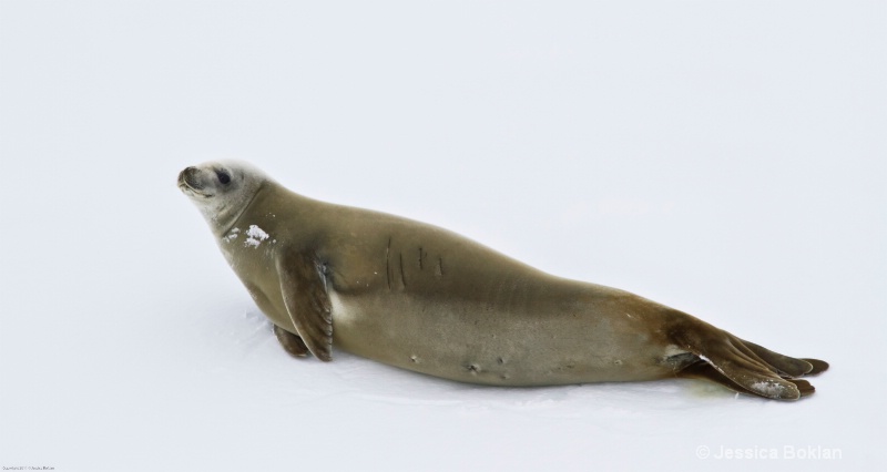 Crabeater Seal