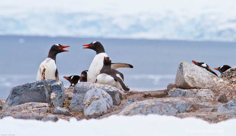 Gentoo Penguins Arguing