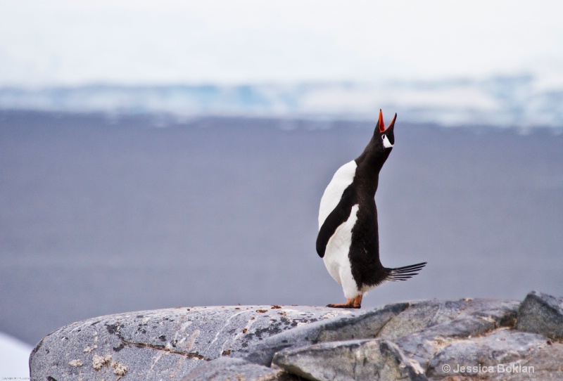 Howling Gentoo Penguin