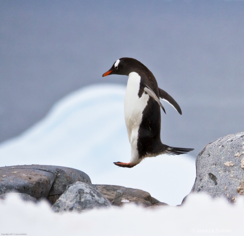Jumping Gentoo Penguin
