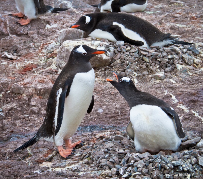 Gentoo Penguin Protecting Nest