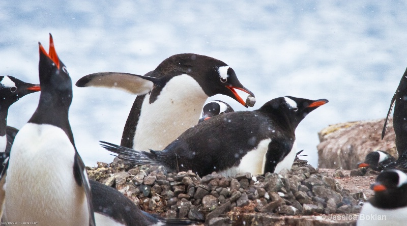 Gentoo Penguin Adding Pebble to Nest