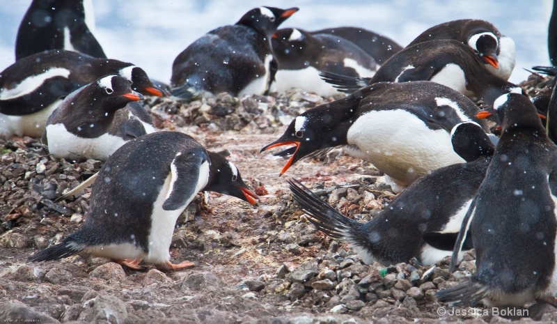 Gentoo Penguin Stealing Pebble