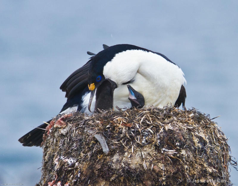 Blue-eyed Shag Feeding Chick