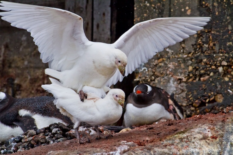 Snowy Sheathbills Mating