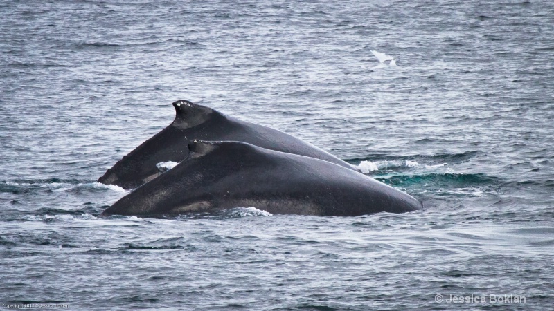 Humpback Whale Mother and Calf