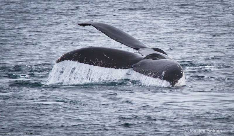 Humpback Whale Mother and Calf Flukes