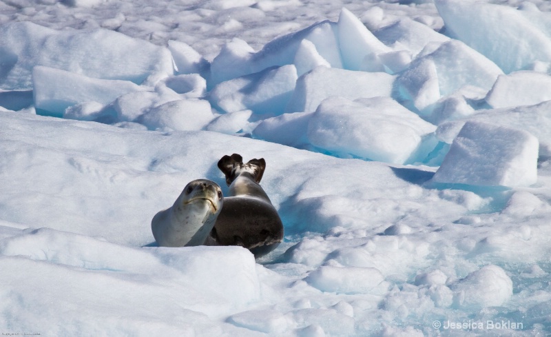 Leopard Seal