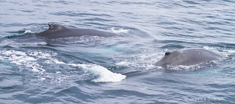 Humpback Whale Mother and Calf