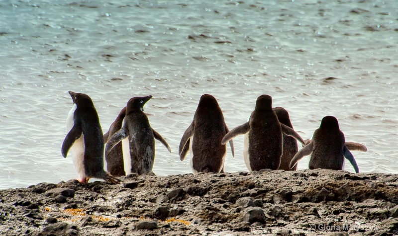 Penguins in Devil's Island, Antarctica