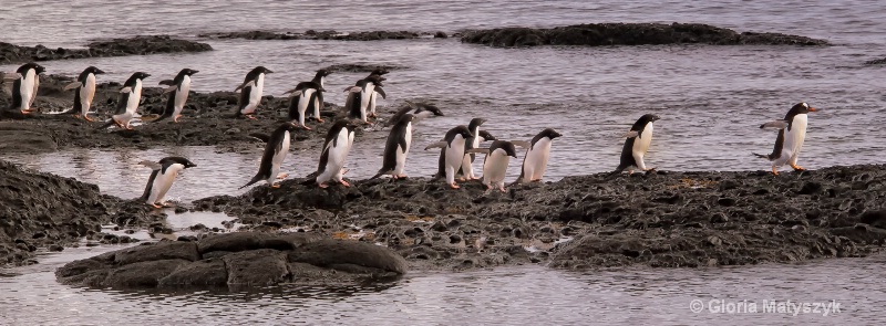 Penguins waiting to jump in the water,Antarctica