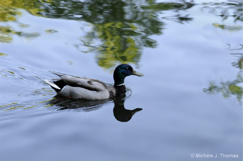A Duck With Reflections !