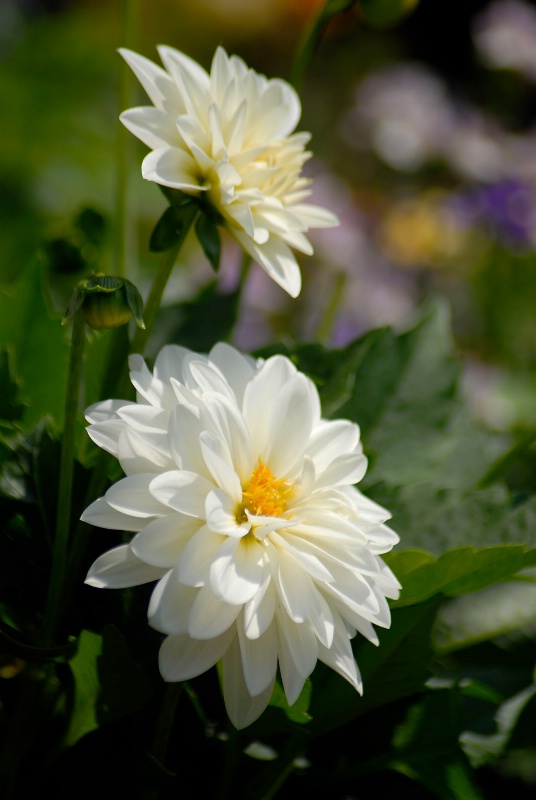 Dahlias