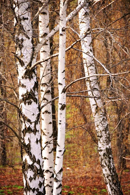 White Bark